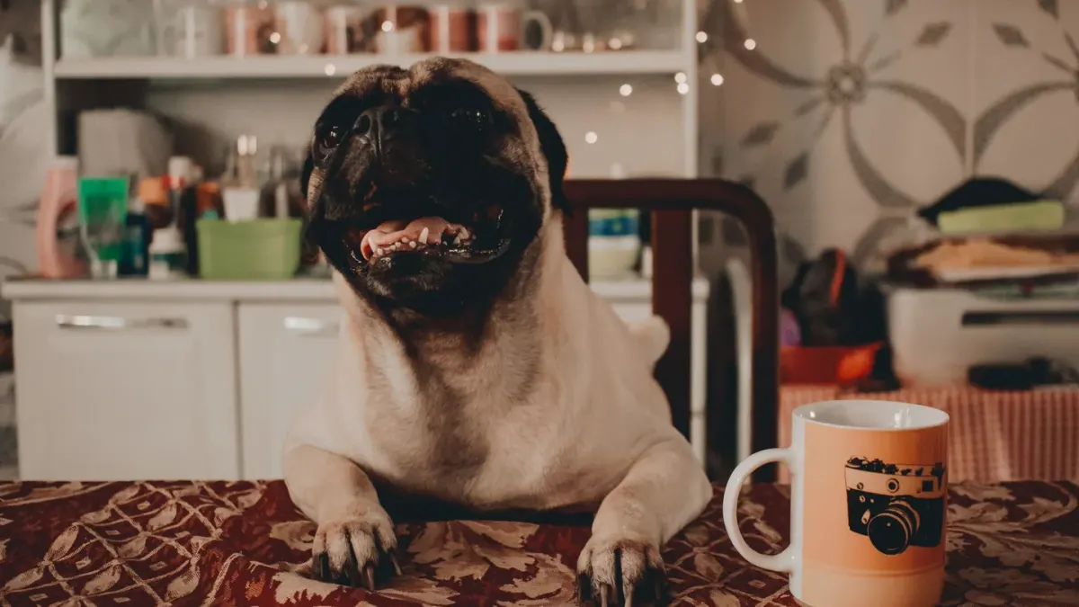 A dog watching a sliced ham on a kitchen counter