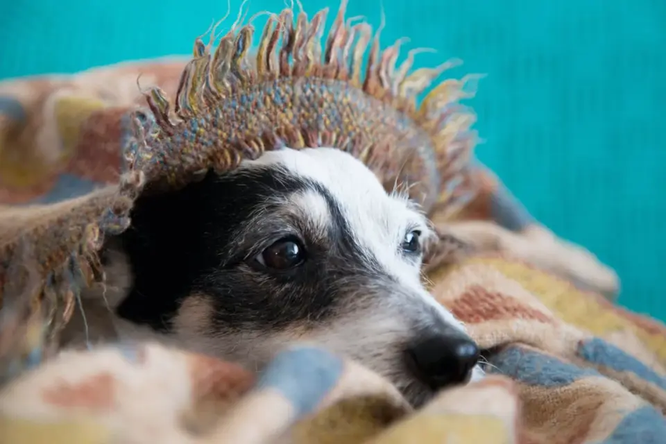 A dog wearing a fitted anxiety wrap while resting near a window during a storm