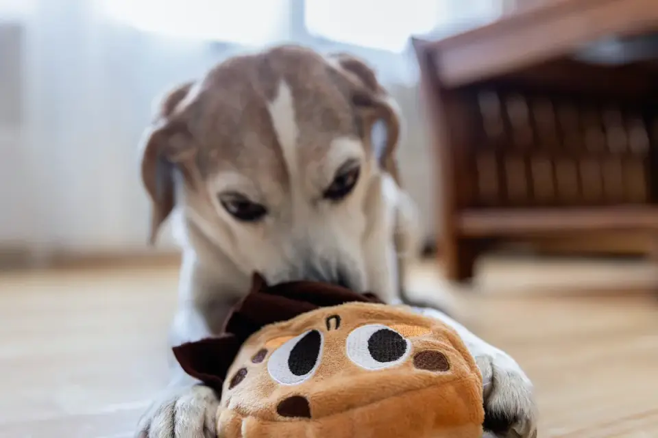 A dog working a treat out of a multi-compartment puzzle feeder