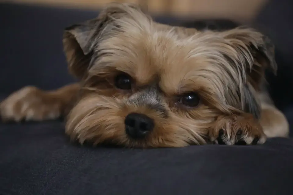 A dropper bottle of oil held near a small dog resting on a couch