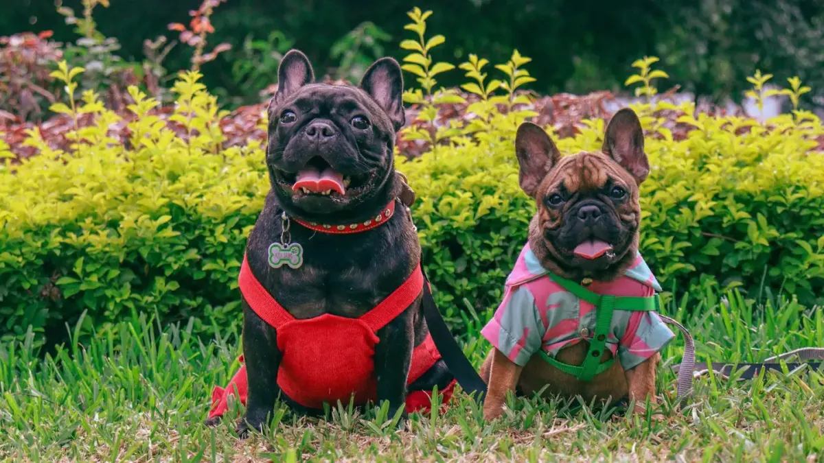 A French Bulldog and a Boston Terrier standing side by side outdoors