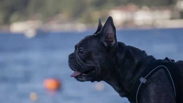 A French Bulldog resting inside a soft-sided carrier near an airport gate