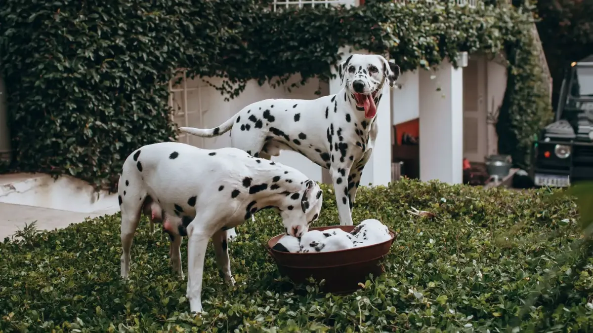 A gangly Great Dane puppy standing beside a fully grown adult Great Dane in a yard