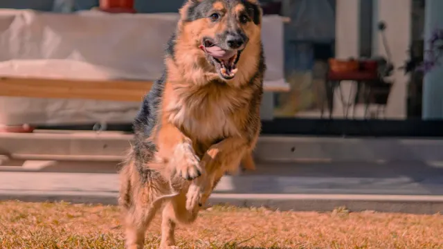 A German Shepherd standing alert on a grassy lawn