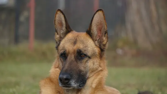 A German Shepherd standing at attention next to two children in a backyard