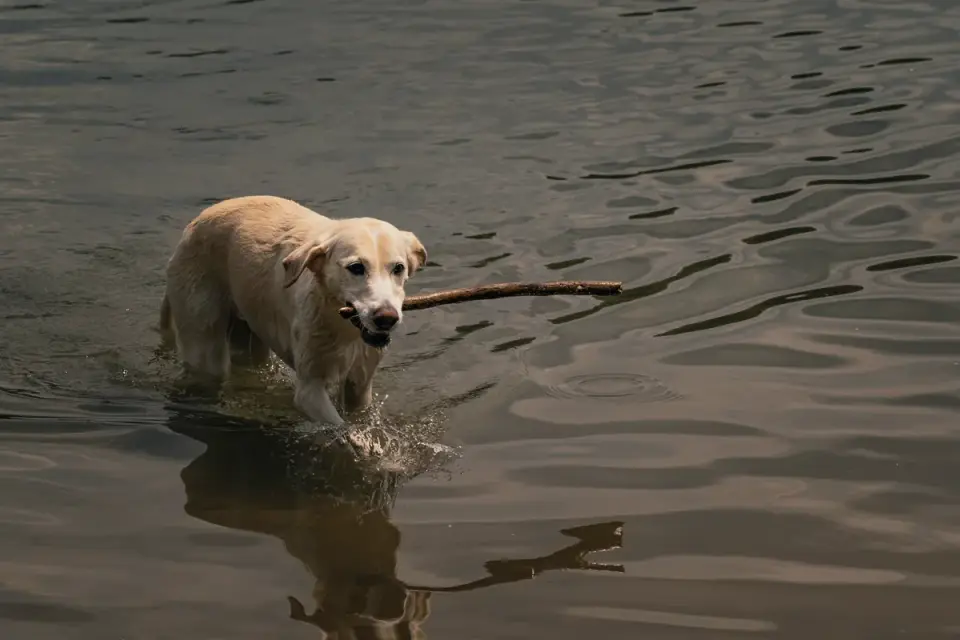 A Golden Retriever and a Labrador Retriever playing fetch together in a backyard