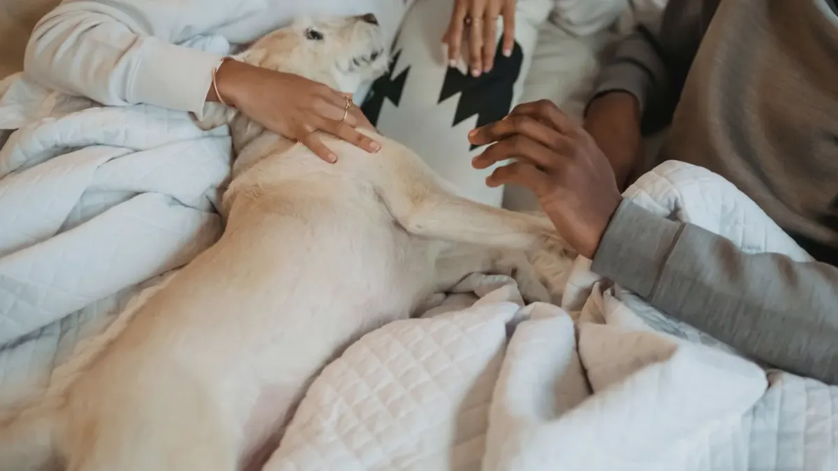 A golden retriever lying calmly on a bed at home