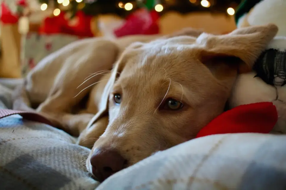 A golden retriever lying calmly on a bed at home