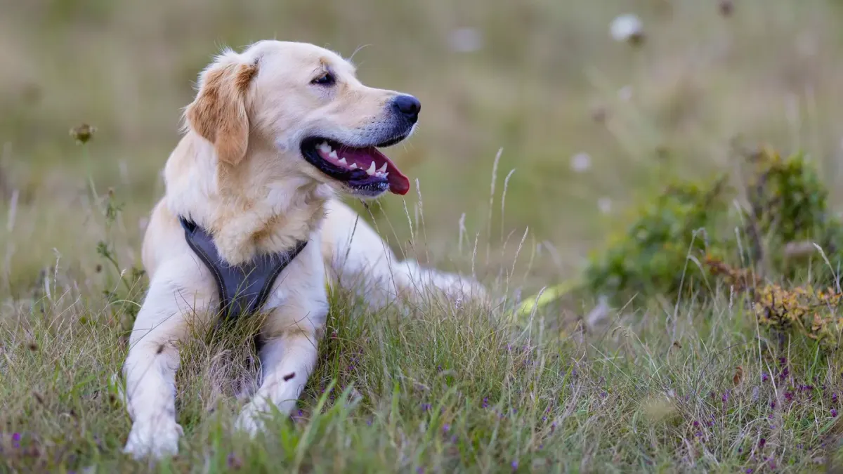 A golden retriever lying in the shade of a porch, panting on a warm afternoon