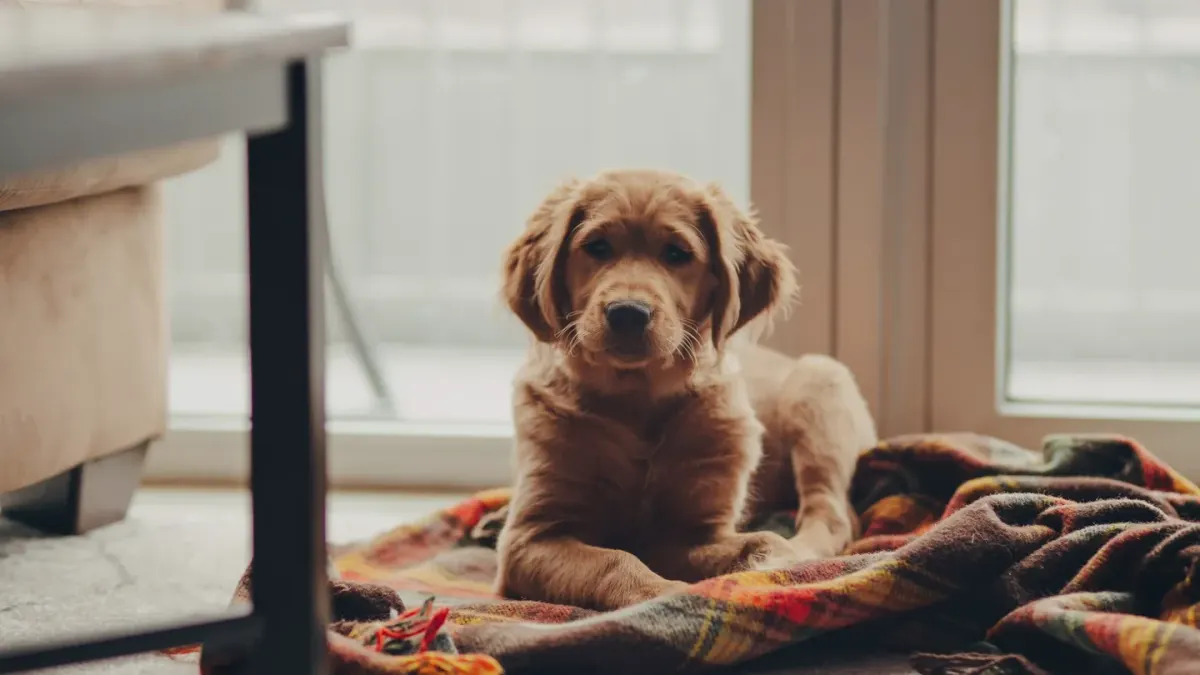 A graying senior golden retriever lying calmly on an orthopedic dog bed