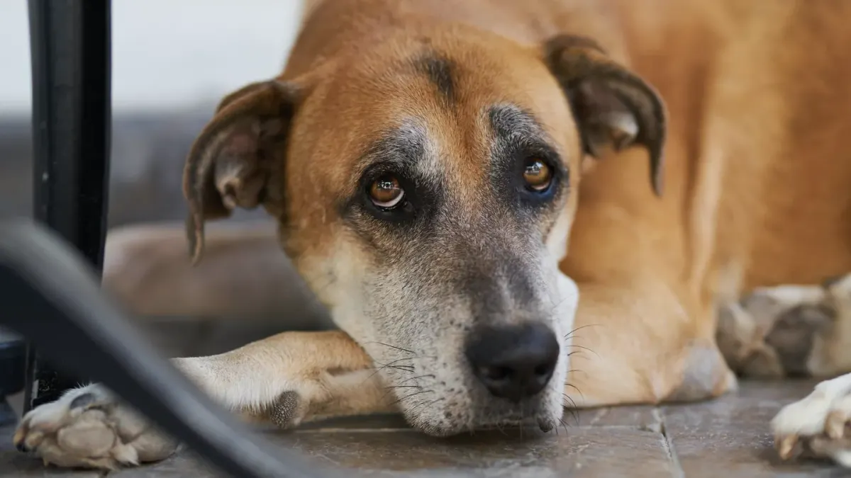 A graying senior large-breed dog resting on a rug at home