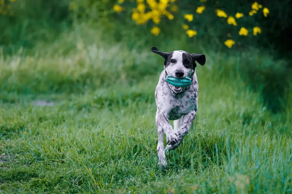 A Great Dane and a Beagle standing side by side on a lawn