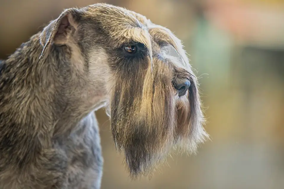 A groomer working through the wiry coat of a small terrier