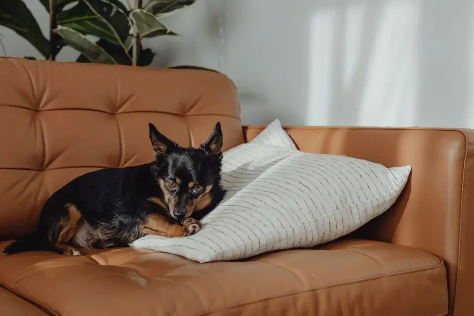 A HEPA air purifier running in a living room near a dog bed