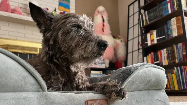 A homemade wooden ramp positioned against a couch for a dog to climb