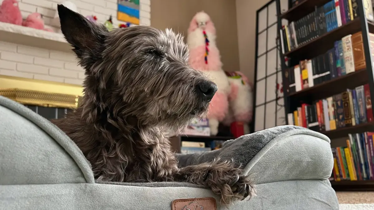 A homemade wooden ramp positioned against a couch for a dog to climb
