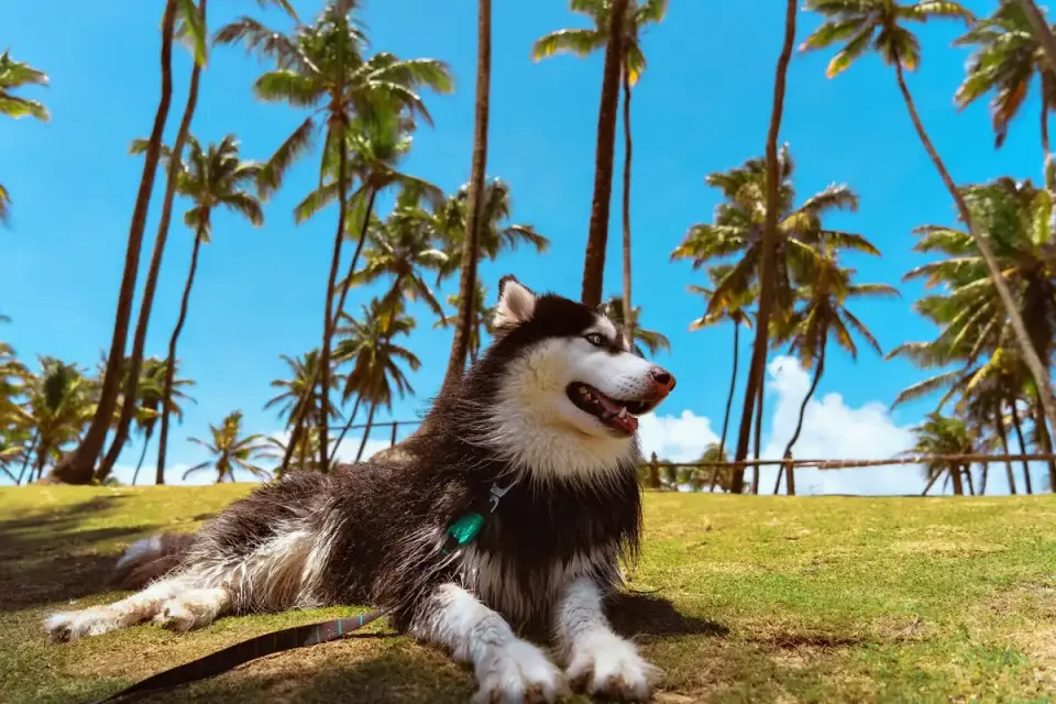 A husky drinking water from a bowl in a shaded backyard spot