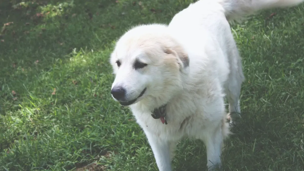 A large white Great Pyrenees standing alert in a fenced yard