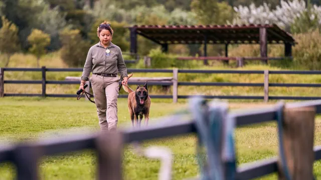A leashed dog being walked calmly past a fenced yard with another dog behind it
