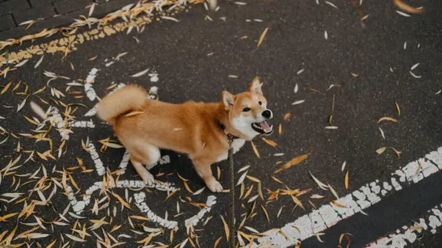 A leashed dog pulling forward and barking toward another dog across the street