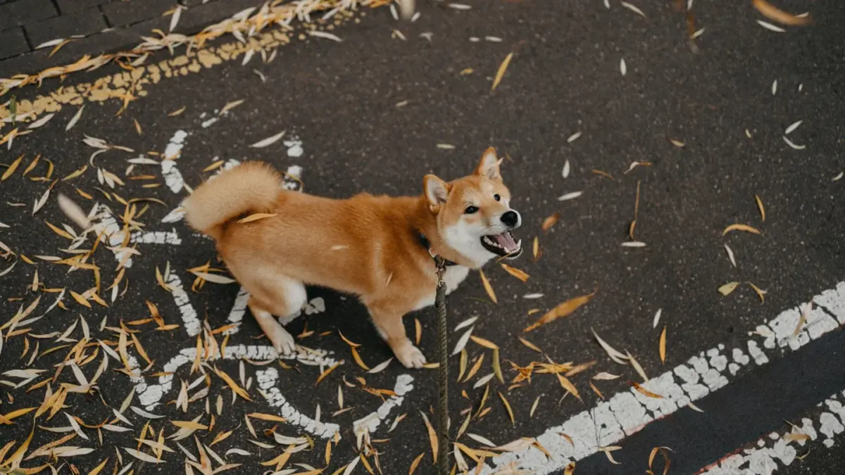 A leashed dog pulling forward and barking toward another dog across the street