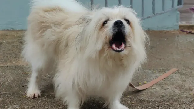 A leashed dog straining and barking toward another dog across the street