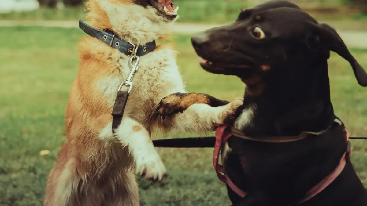 A male and a female dog of similar size playing together on grass