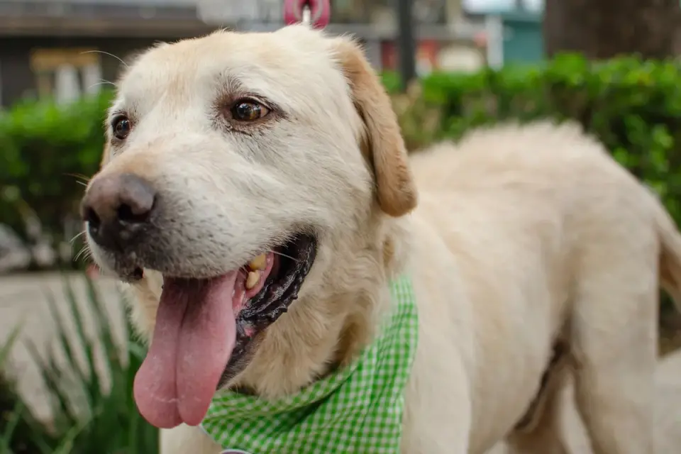 A middle-aged Labrador Retriever walking briskly on a leash outdoors
