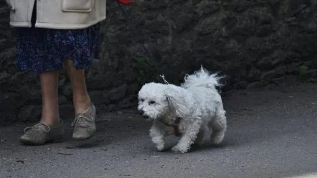 A middle-aged mixed-breed dog walking on a paved outdoor path beside its owner