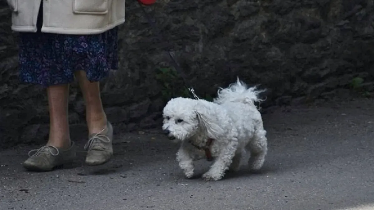 A middle-aged mixed-breed dog walking on a paved outdoor path beside its owner