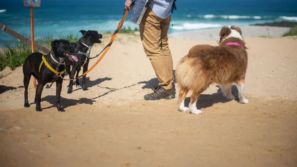 A mixed-breed dog and a purebred dog walking side by side on a park path
