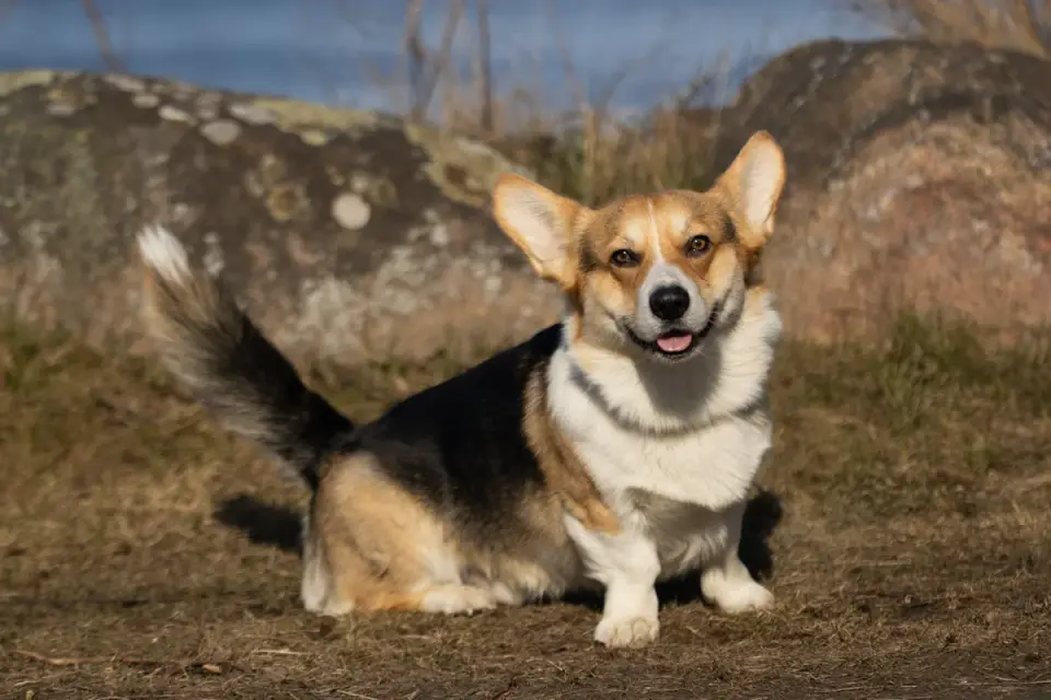 A Pembroke Welsh Corgi standing alert on a lawn