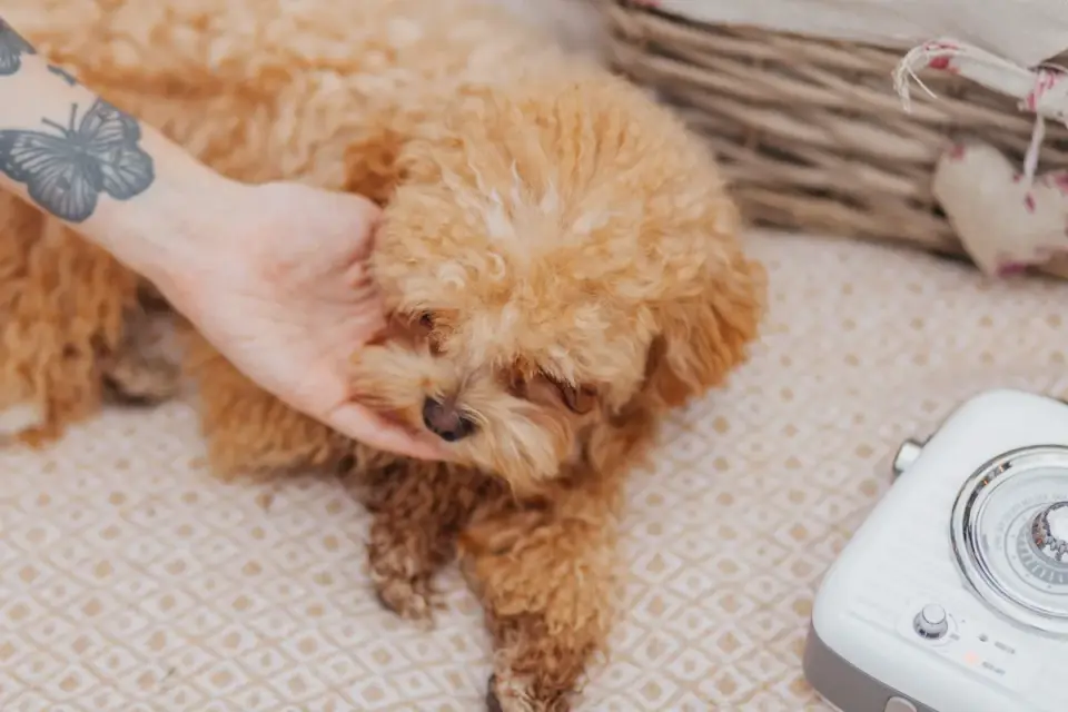 A person gently checking on a resting puppy at home