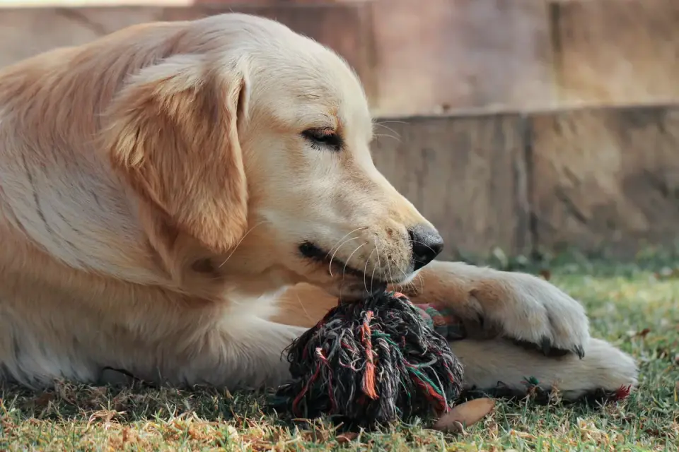 A puppy chewing on a rope toy on a living room floor
