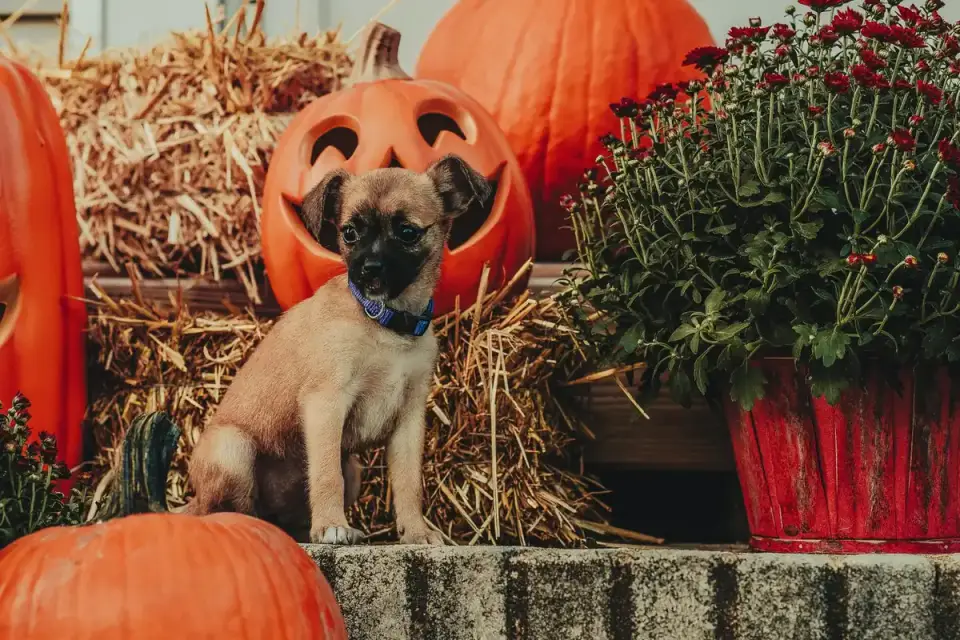 A puppy eating a small bowl of pumpkin puree mixed into food