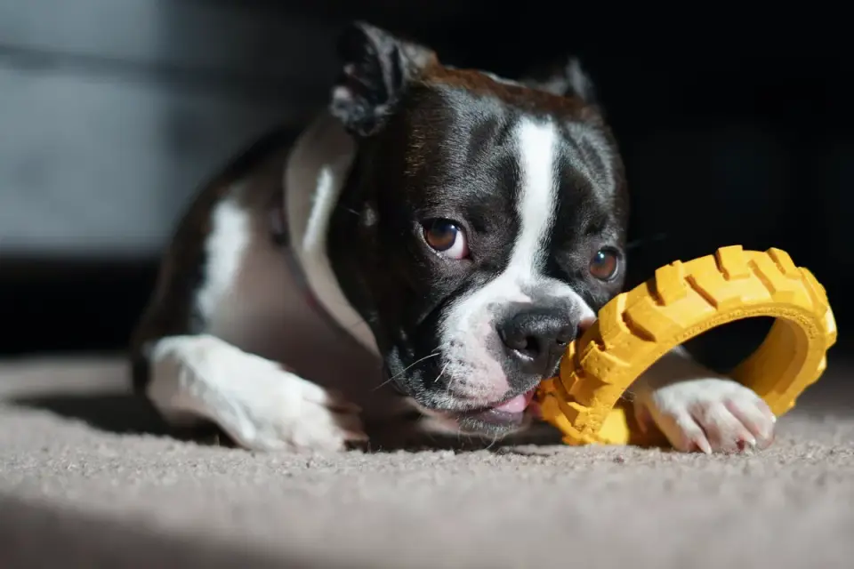 A puppy investigating a loose electrical cord near a kitchen counter