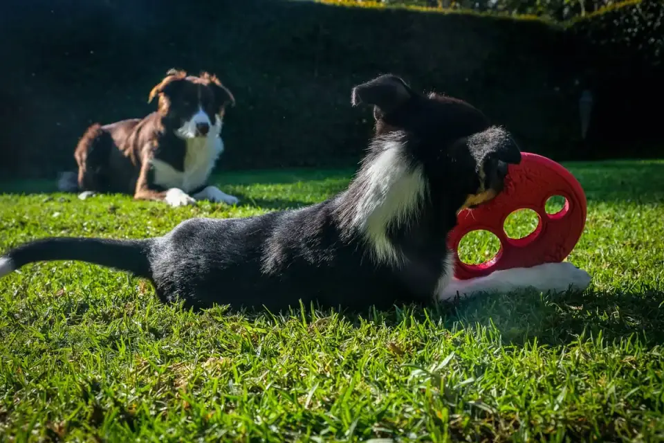 A puppy pawing at a stationary food puzzle toy on a rug