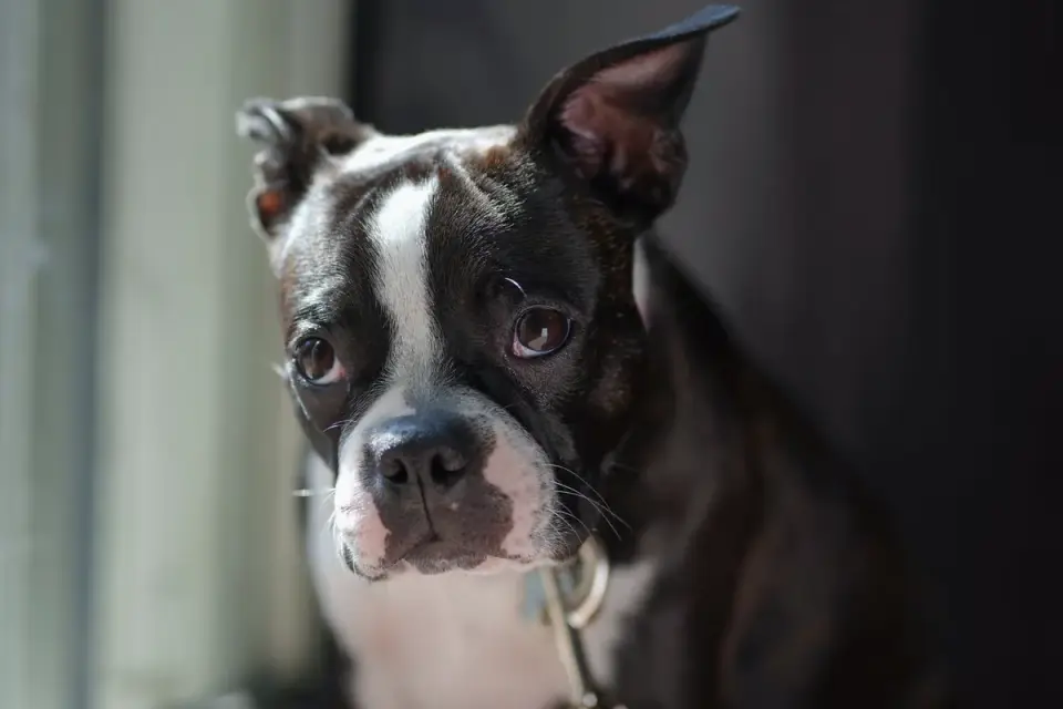 A puppy standing behind a baby gate looking into a kitchen