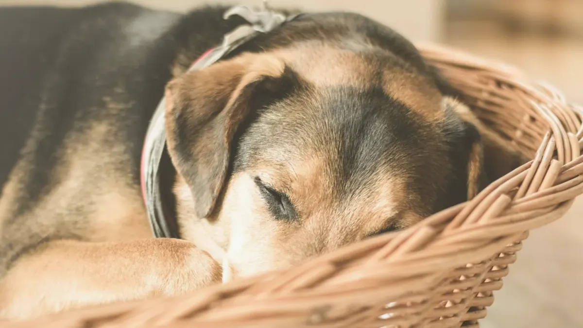 A relaxed dog lying on a living room rug near a seated pet sitter
