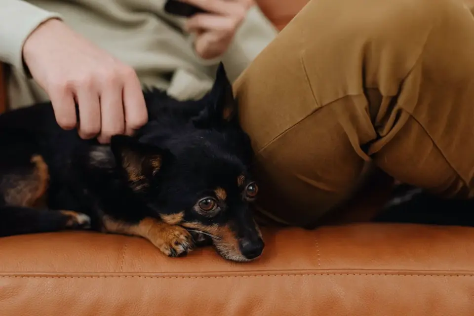 A relaxed dog lying on a living room rug near a seated pet sitter