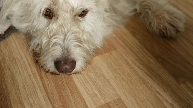 A senior dog attempting to rise on its hind legs on a hardwood floor