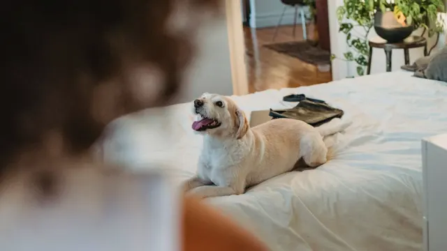 A senior dog lying alert on a bed in dim evening light, ears up and not settling