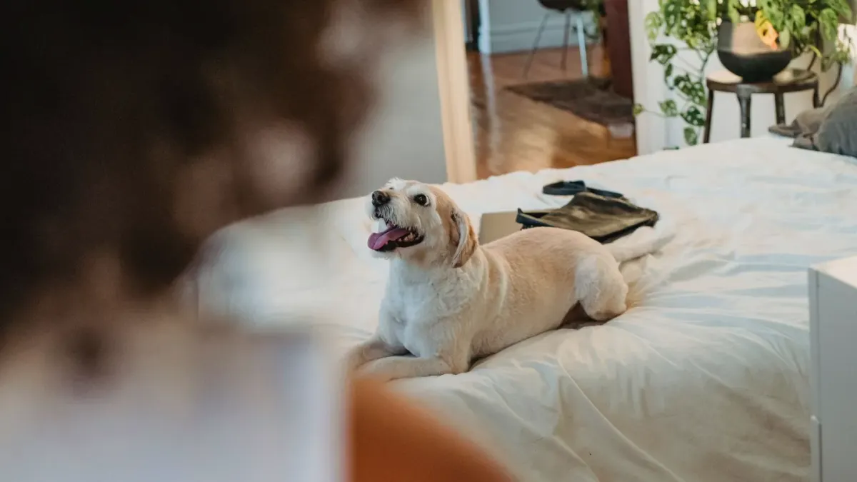 A senior dog lying alert on a bed in dim evening light, ears up and not settling