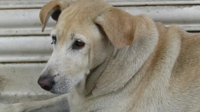 A senior dog lying down calmly next to an empty food bowl