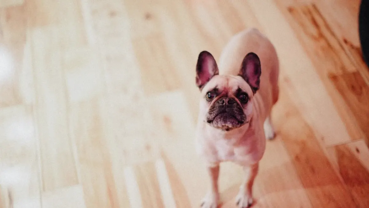A senior dog pausing at the edge of a hardwood living room floor