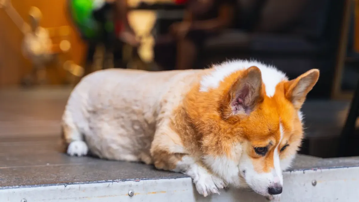 A senior dog pushing up slowly from a dog bed