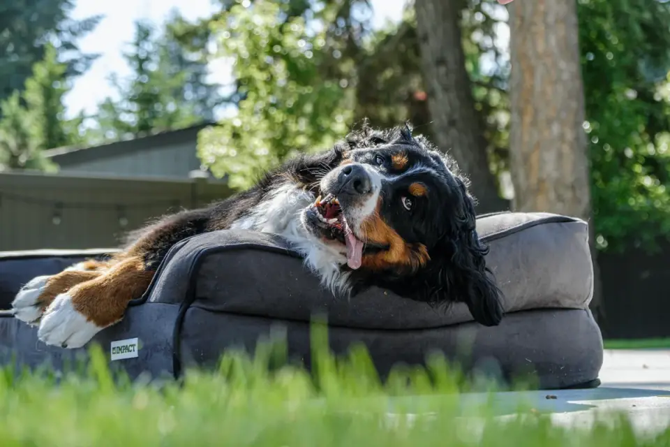 A senior dog resting comfortably on a supportive orthopedic bed