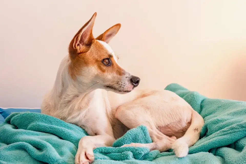 A senior dog resting on a supportive bed in a living room