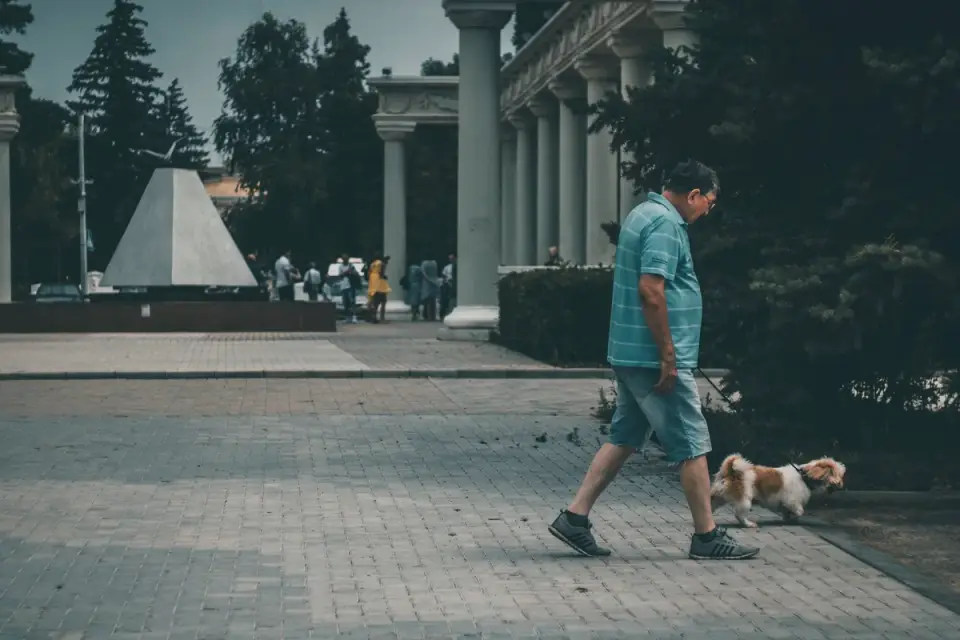 A senior dog walking at a slow, steady pace beside its owner