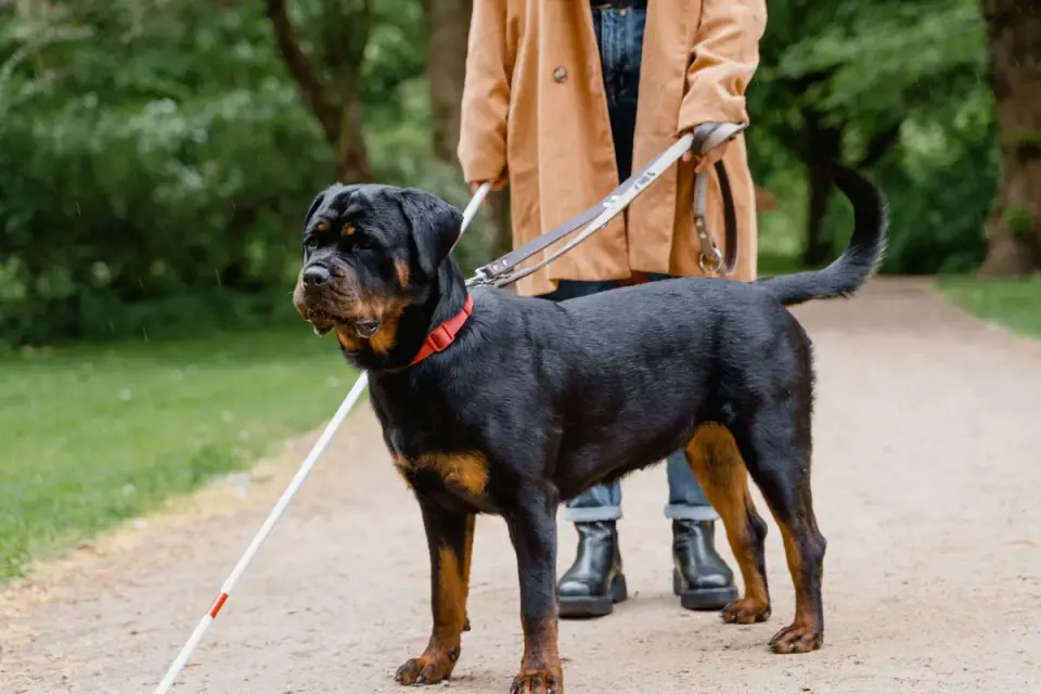 A senior dog walking on a leash beside its owner during a slow outdoor walk